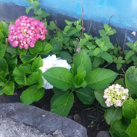 By The Sea Azores Сasa de vacaciones *