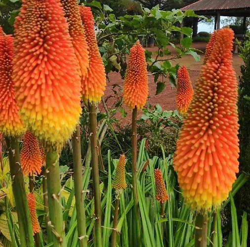 By The Sea Azores Dom wakacyjny *